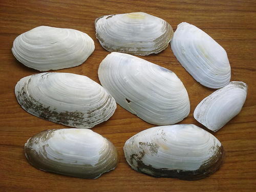 Otter shell