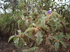Solanum falciforme