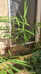 Zingiber officinale