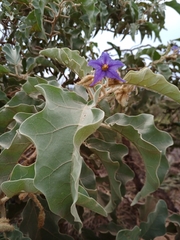 Solanum falciforme