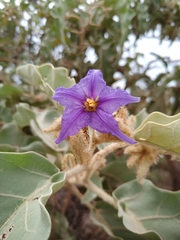 Solanum falciforme