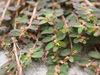 Red Caustic-Creeper - Photo (c) Sunnetchan, some rights reserved (CC BY-NC-ND), uploaded by Sunnetchan