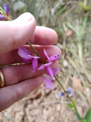 Desmodium platycarpum