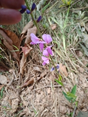 Desmodium platycarpum