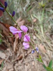 Desmodium platycarpum