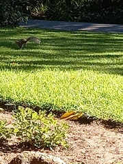Sciurus carolinensis