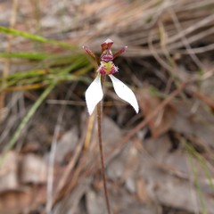 Eriochilus collinus collinus