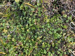 Azorella pallida