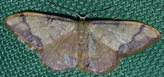 Idaea ostrinaria