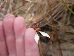Eriochilus collinus collinus
