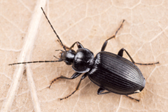 Agonum duftschmidi
