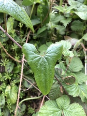 Dioscorea communis
