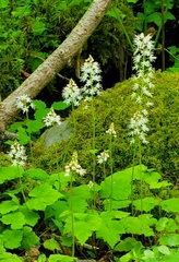 Tiarella austrina