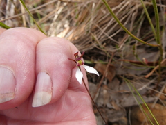 Eriochilus collinus collinus