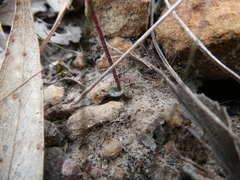 Eriochilus collinus collinus
