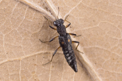 Stenus bimaculatus