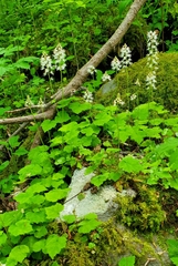 Tiarella austrina