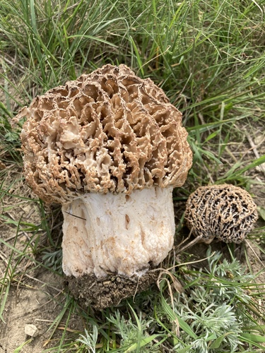 Steppe Morel