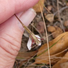 Eriochilus collinus collinus