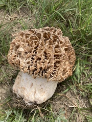 Morchella steppicola