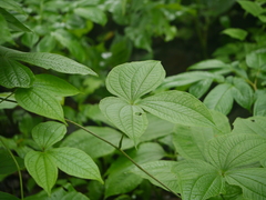 Dioscorea hispida