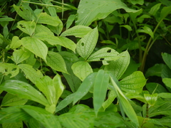Dioscorea hispida