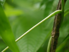 Dioscorea hispida