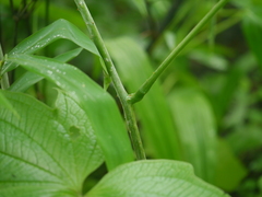 Dioscorea hispida
