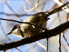 Apalis thoracica claudei