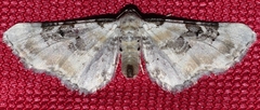 Eupithecia gratiosata
