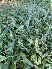 Setaria lindenbergiana