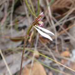 Eriochilus collinus collinus