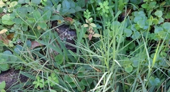 Cynodon dactylon dactylon