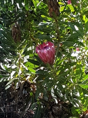 Protea × hybrida