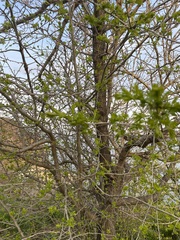 Crataegus pinnatifida