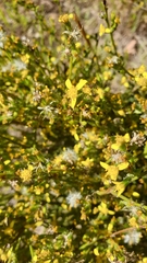Senecio pubigerus