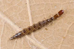 Raphidiidae