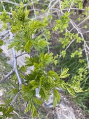 Crataegus pinnatifida