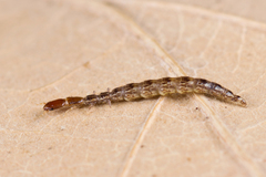 Raphidiidae