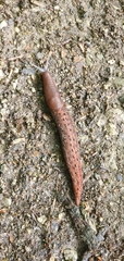 Limax dacampi