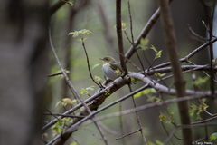 Phylloscopus sibilatrix