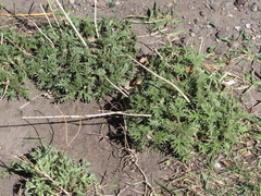 Urtica cannabina