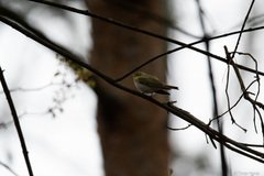 Phylloscopus sibilatrix