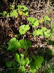 Pelargonium vitifolium