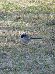 Motacilla alba