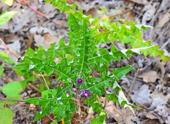 Ptilostemon strictus