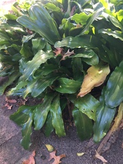 Veltheimia