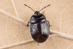 Adomerus biguttatus