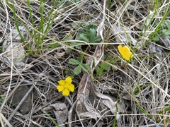 Potentilla