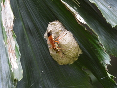 Macromerella honesta